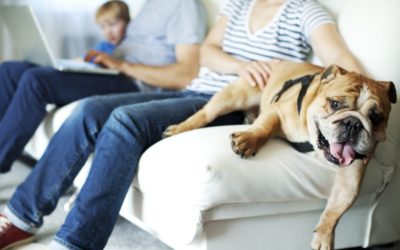 How Pets Affect Your Home’s Indoor Air Quality in Sulphur, LA