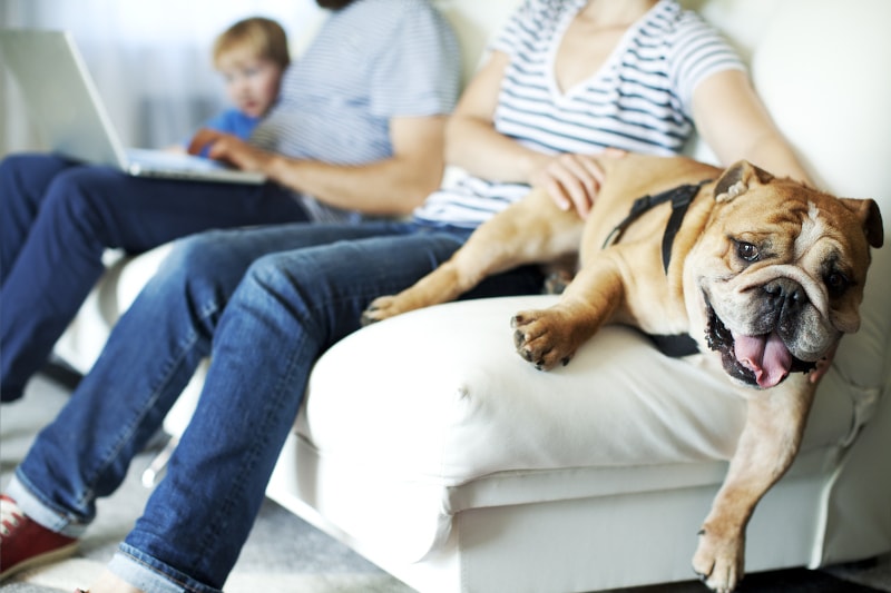 family relaxing on couch with bulldog family relaxing on couch with bulldog