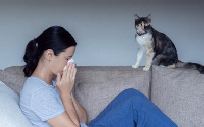 How Pet Owners Can Maintain IAQ in Westlake, LA